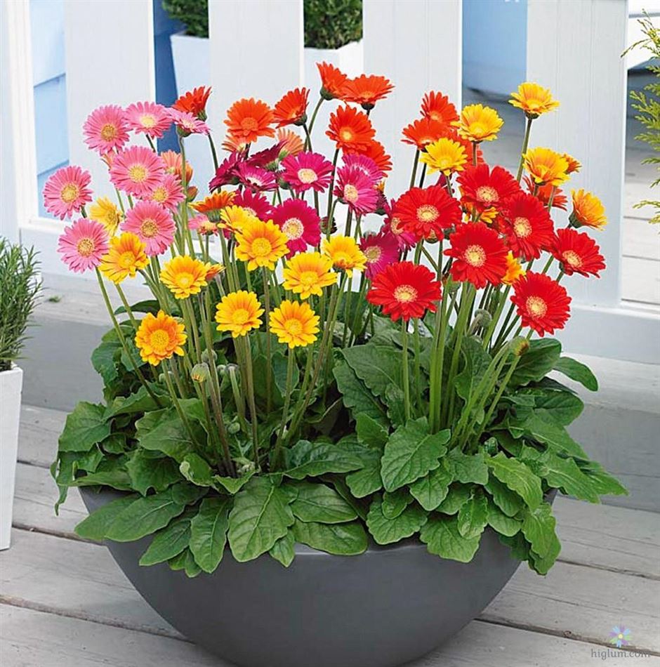 cach-trong-hoa-dong-tien