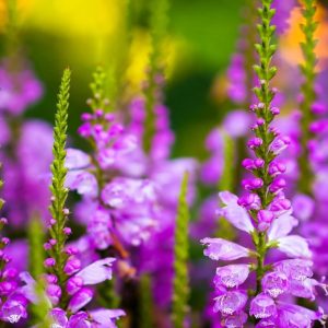 Hoa trồng giống Đức