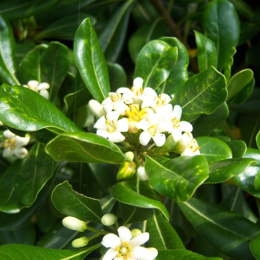 pittosporum-tobria
