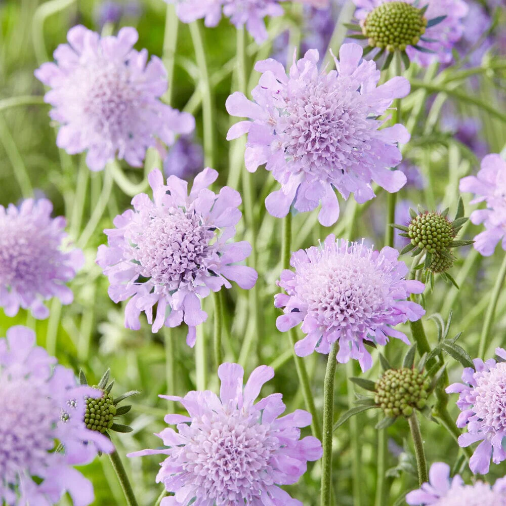 scabious-columbaria-butterfly-blue-9cm-pot-perennials-807064_5985b0c6-777c-4fbc-bf92-9d2a4aa045f6