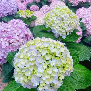 Hoa trồng giống Hà Lan