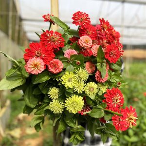 Hoa trồng giống Mỹ